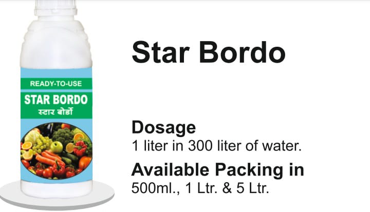 STAR BORDO